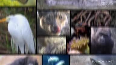 四组动物镜头从一个过渡到另一个